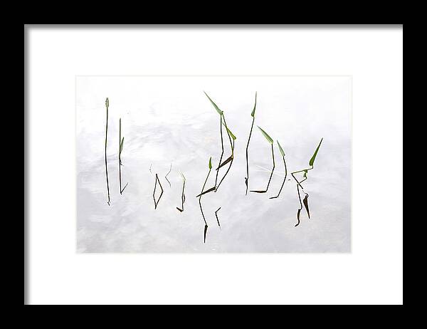 Plants Framed Print featuring the photograph Pickerel Weeds At Jordan Pond by John Manno