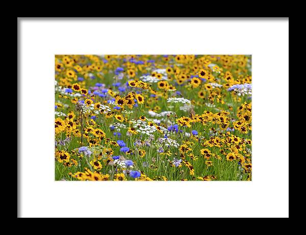 Jenny Rainbow Fine Art Photography Framed Print featuring the photograph Pictorial Meadows Classic 3 by Jenny Rainbow
