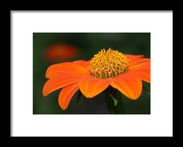 Mexican Sunflower Framed Print featuring the photograph Pie of Nectar by Mingming Jiang