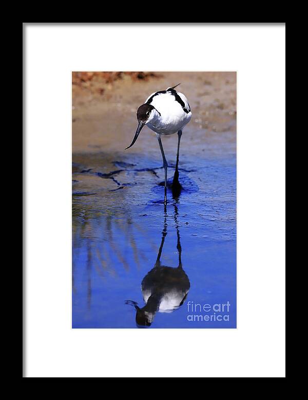 Avocet Framed Print featuring the photograph Pied avocet, Recurvirostra avosetta by Frederic Bourrigaud