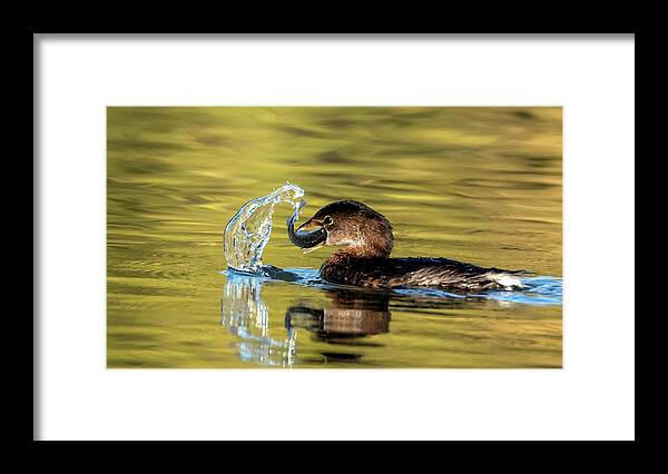 Pied-billed Grebe Framed Print featuring the photograph Pied-billed Grebe 7596-120720 by Tam Ryan