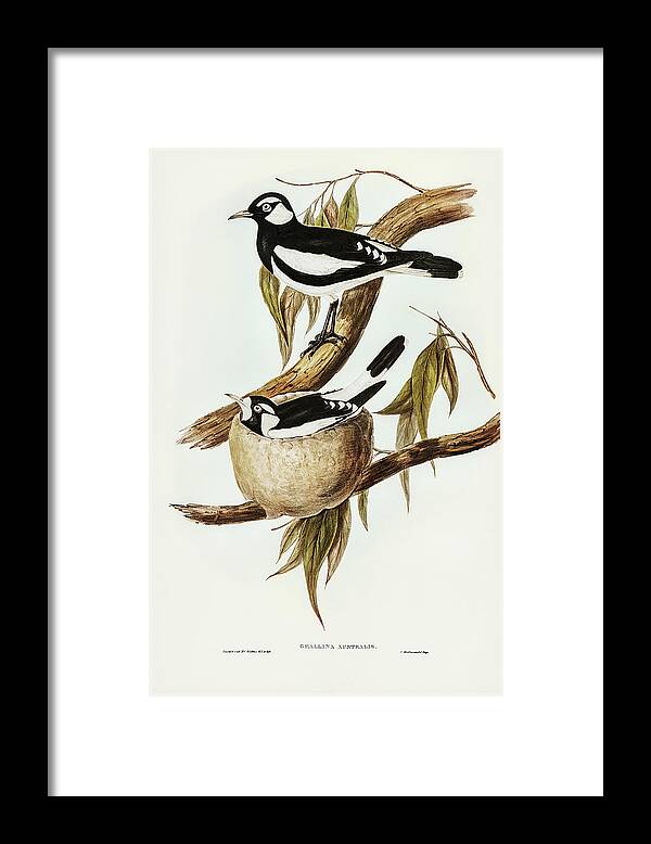 Pied Grallina Framed Print featuring the drawing Pied Grallina, Crallina Australis by John Gould
