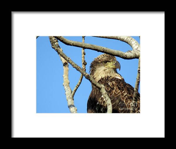 Canada Framed Print featuring the photograph Piercing Brown Eyes by Mary Mikawoz