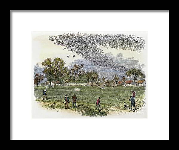 1875 Framed Print featuring the photograph PIGEON HUNTING, c1875 by Granger