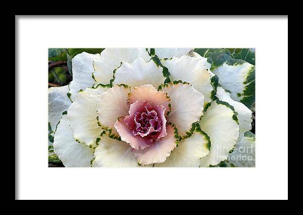Ornamental Cabbage Framed Print featuring the photograph Pigeon White by Amy Dundon