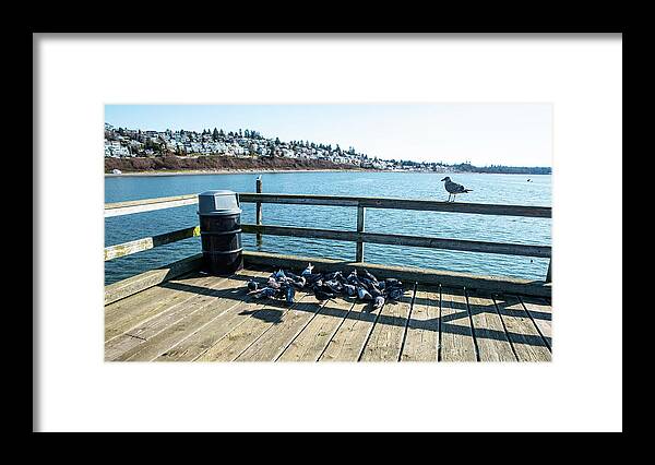 Pigeons And A Sea Gull Framed Print featuring the photograph Pigeons and a Sea Gull by Tom Cochran