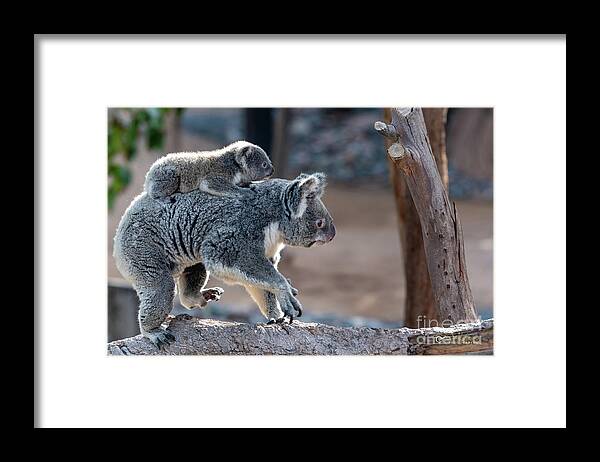 San Diego Zoo Framed Print featuring the photograph Piggy Back Rides by David Levin