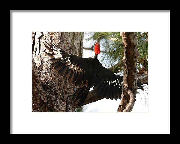 Pileated Woodpecker Framed Print featuring the photograph Pileated Woodpecker 2 by Mingming Jiang