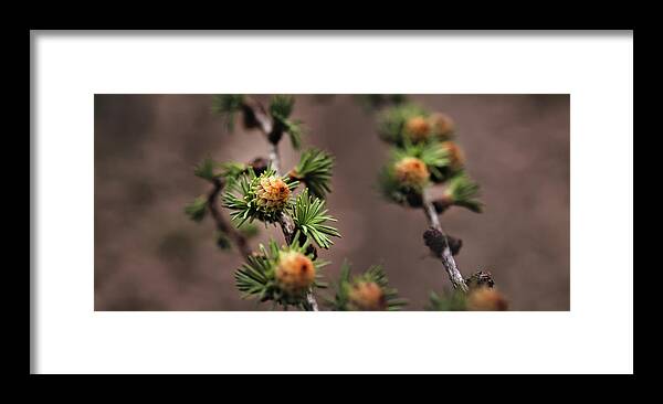 Tree Framed Print featuring the photograph Pine cones by M Fotograaf