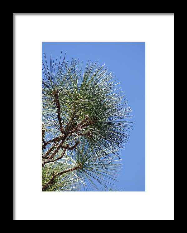  Framed Print featuring the photograph Pine Right by Heather E Harman