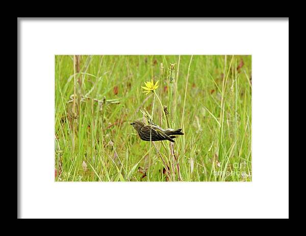 Pine Siskin Framed Print featuring the photograph Pine Siskin by Nicola Finch