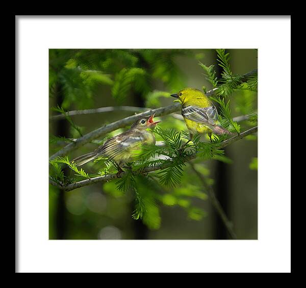 Backyard Framed Print featuring the photograph Pine Warbler with Chick by Larry Marshall