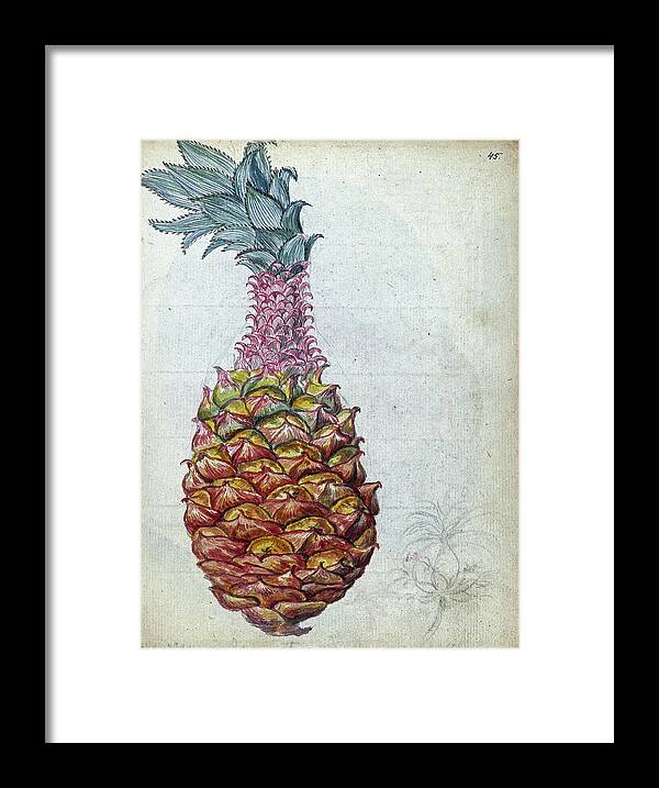 Pineapple Framed Print featuring the painting Pineapple, Jan Brandes, 1785 by Artistic Rifki