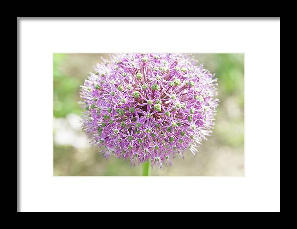 Allium Framed Print featuring the photograph Pink allium flower with a soft background by Jean-Luc Farges