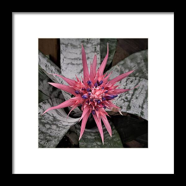 Bromeliad Framed Print featuring the photograph Pink and Purple Bromeliad Flower by Nancy Ayanna Wyatt