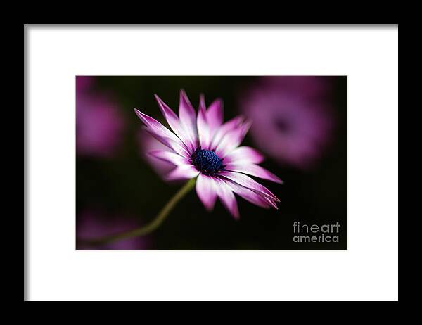 Cape Daisy Flower Art Framed Print featuring the photograph Pink And White Daisy by Joy Watson