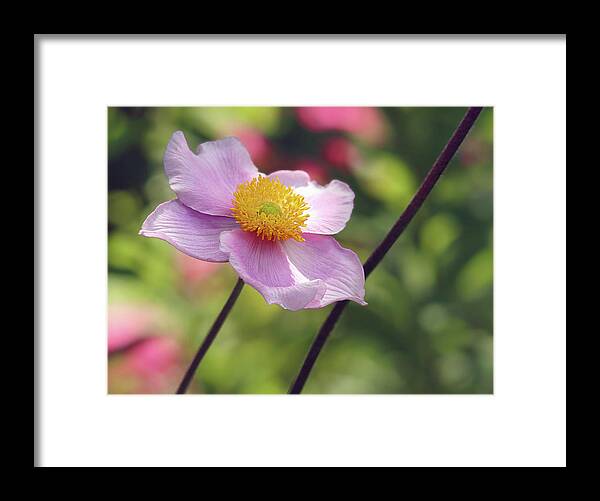 Anemone Framed Print featuring the photograph Pink Anemone by Maria Meester
