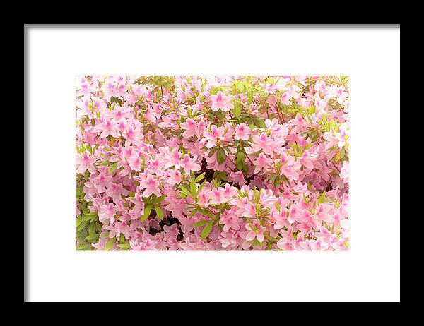 Pink Framed Print featuring the photograph Pink Azaleas of Alabama by James C Richardson