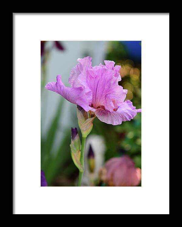 Pink Bearded Iris Framed Print featuring the photograph Pink Bearded Iris by Cynthia Westbrook
