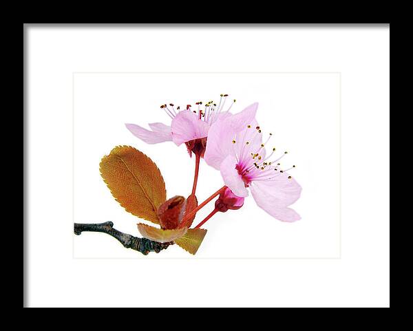 Cherry Framed Print featuring the photograph Pink Blossom On Twig Isolated On White by Severija Kirilovaite