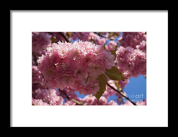 Pink Flowers Framed Print featuring the photograph Pink blossoms of ornamental cherry and sunlight 1 by Adriana Mueller