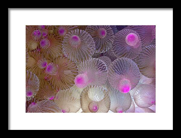 Anemone Framed Print featuring the photograph Pink Bubble Anemone by Tanya G Burnett