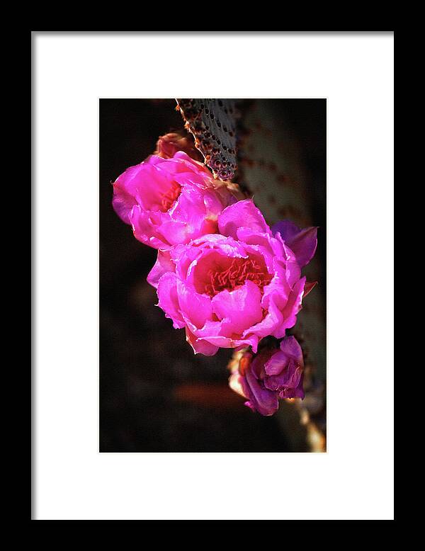 Pink Cactus Flowers Framed Print featuring the photograph Pink Cactus Flowers 2 by Tatiana Travelways