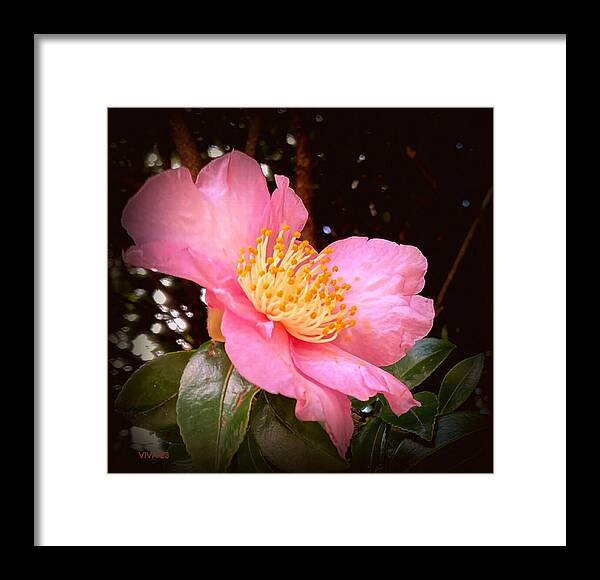 Pink Framed Print featuring the photograph Pink Camellia Aglow by VIVA Anderson