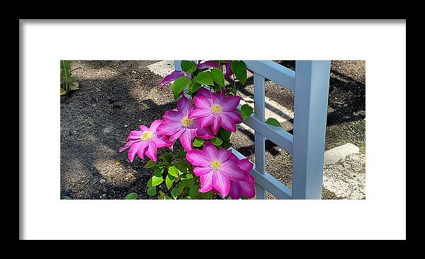 Clematis Flower Framed Print featuring the photograph Pink Champagne Clematis by Stacie Siemsen