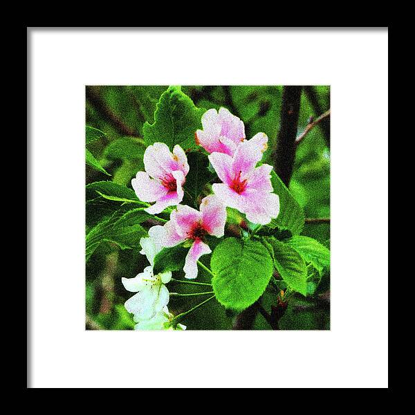 Cherry Blossoms Framed Print featuring the photograph Pink Cherry Blossoms by Rod Whyte