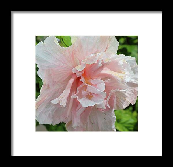 Hibiscus Framed Print featuring the photograph Pink Chiffon by Tony Spencer