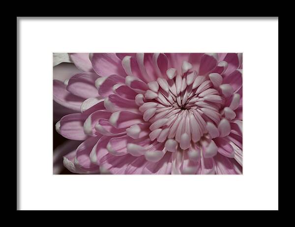 Chrysanthemum Framed Print featuring the photograph Pink Chrysanthemum by Mingming Jiang