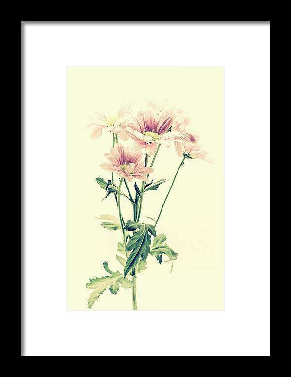 Flower Framed Print featuring the photograph Pink Chrysanthemums Vintage by Tanya C Smith