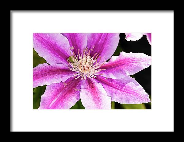 Clematis Framed Print featuring the photograph Pink Clematis Flower Photograph by Louis Dallara
