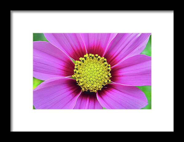 Pink Framed Print featuring the photograph Pink Cosmos Heart by Terence Davis