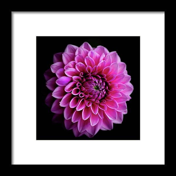 Art Framed Print featuring the photograph Pink Dahlia IV by Joan Han