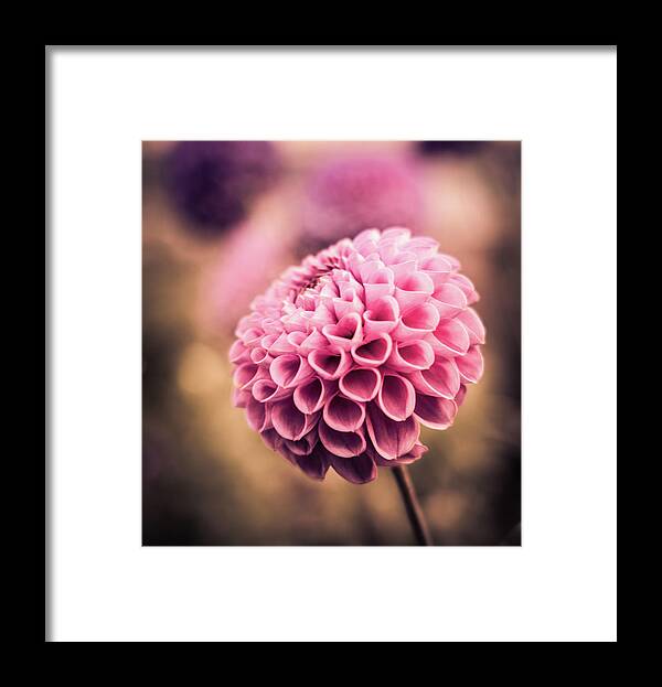 Dahlia Framed Print featuring the photograph Pink Dahlia by Kevin Schwalbe