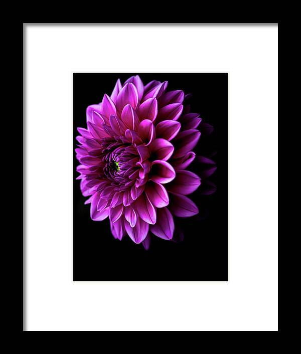 Art Framed Print featuring the photograph Pink Dahlia V by Joan Han