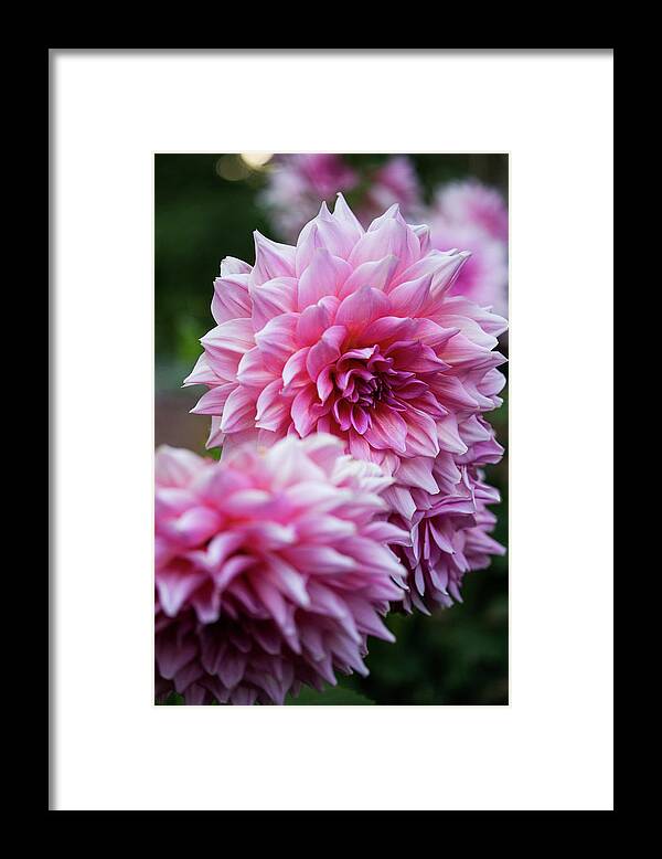 Pink Framed Print featuring the photograph Pink Dahlias by Denise Kopko