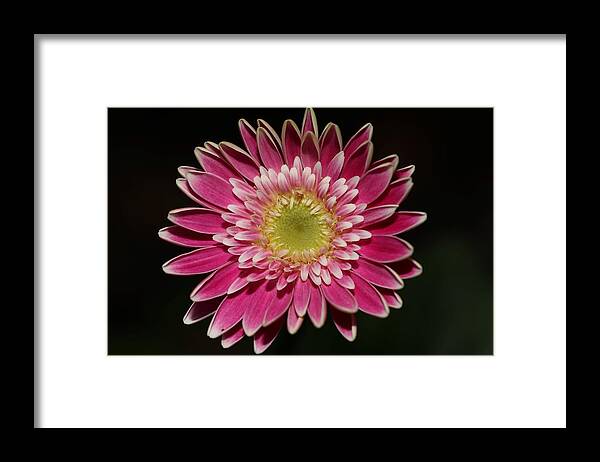 Daisy Framed Print featuring the photograph Pink Daisy by Mingming Jiang