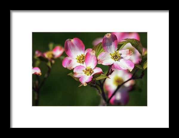 Pink Dogwood Framed Print featuring the photograph Pink Dogwood Blossoms by Susan Rissi Tregoning