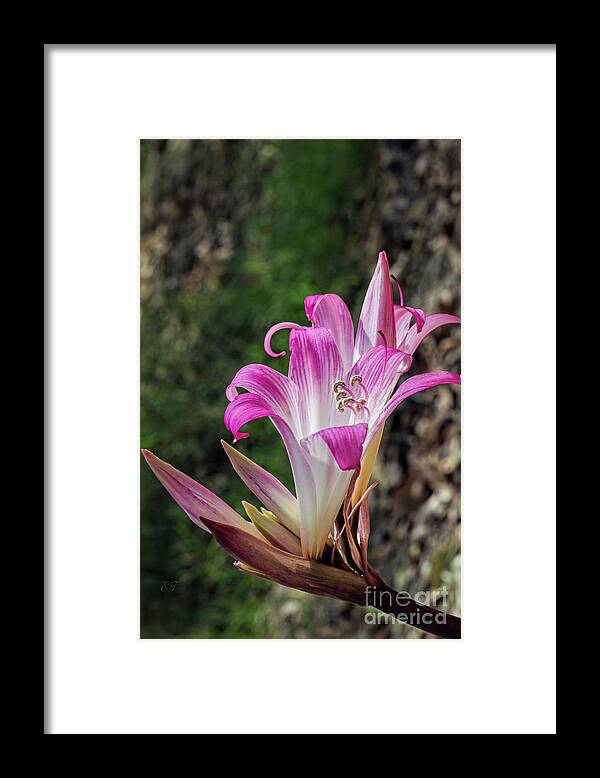 Pink Framed Print featuring the photograph Pink Easter Lily #2 by Elaine Teague