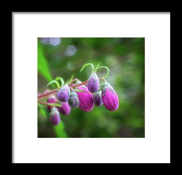 Pink Floral Macro Framed Print featuring the photograph Pink floral Macro by Lilia S