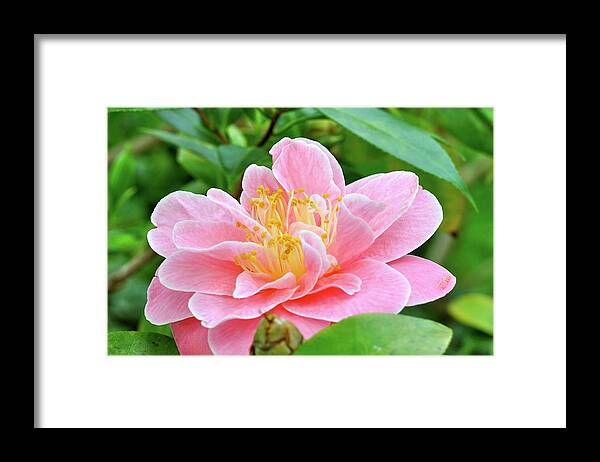Flowers Framed Print featuring the photograph Pink Floral by Sue Morris
