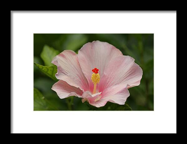 Hibiscus Framed Print featuring the photograph Pink Hibiscus by Mingming Jiang