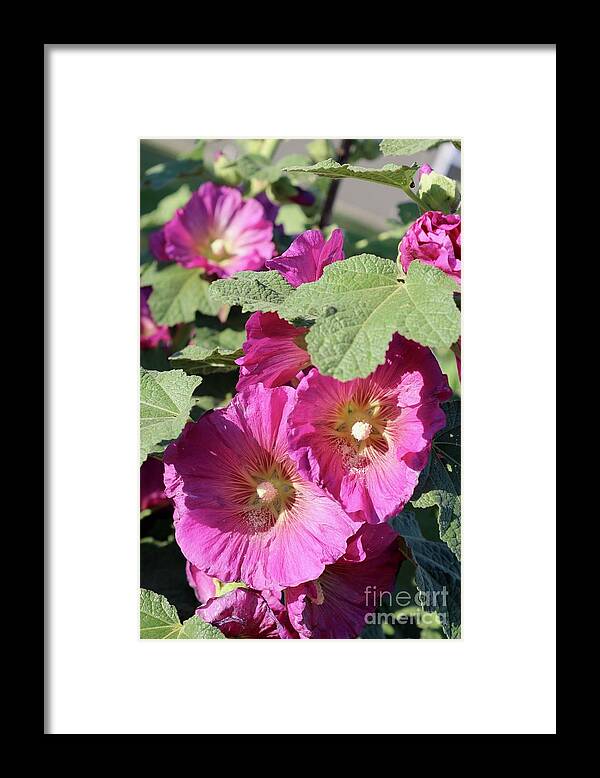 Hollyhock Framed Print featuring the photograph Pink Hollyhocks in Sunshine by Carol Groenen