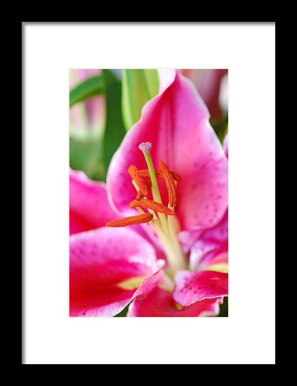 Lily Framed Print featuring the photograph Pink Lily 1 by Amy Fose