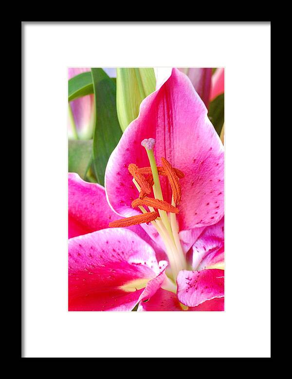 Lily Framed Print featuring the photograph Pink Lily 2 by Amy Fose