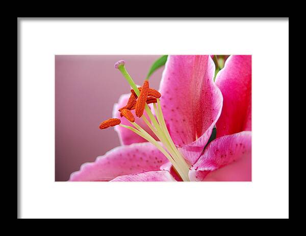 Lily Framed Print featuring the photograph Pink Lily 4 by Amy Fose