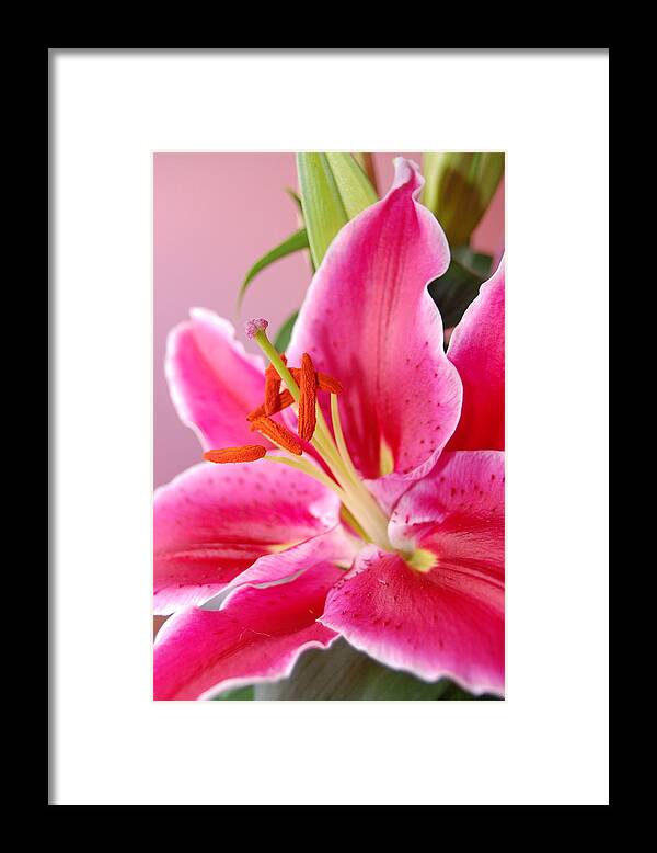 Lily Framed Print featuring the photograph Pink Lily 7 by Amy Fose